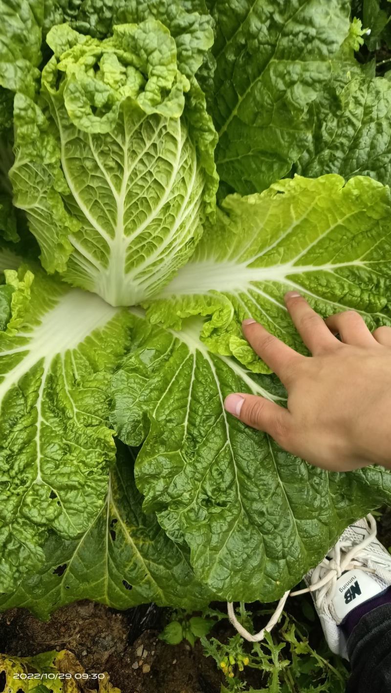 云南精品黄心大白菜