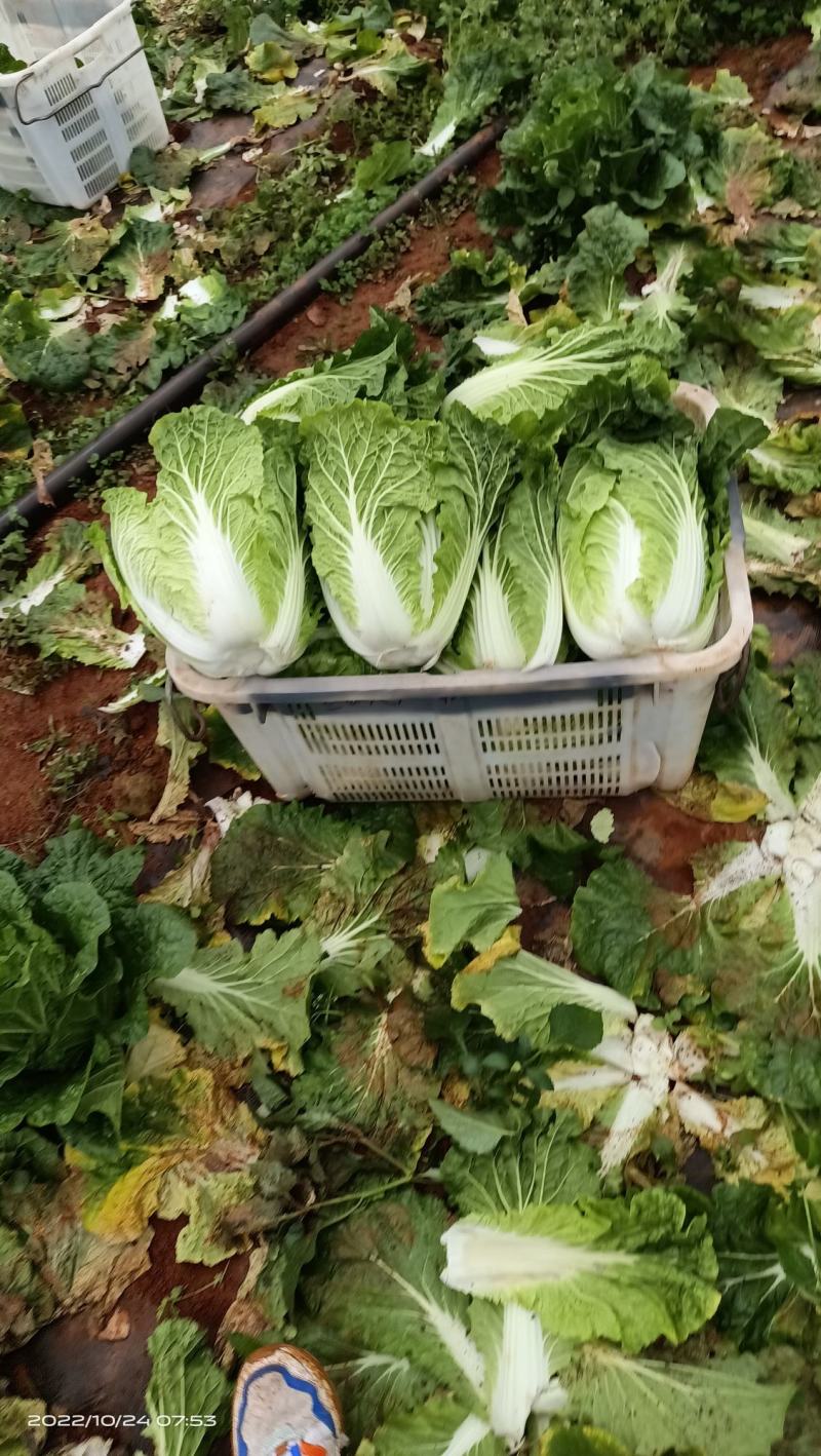 云南精品黄心大白菜
