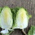 云南精品黄心大白菜
