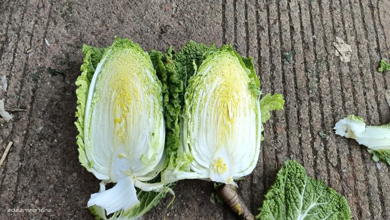云南精品黄心大白菜