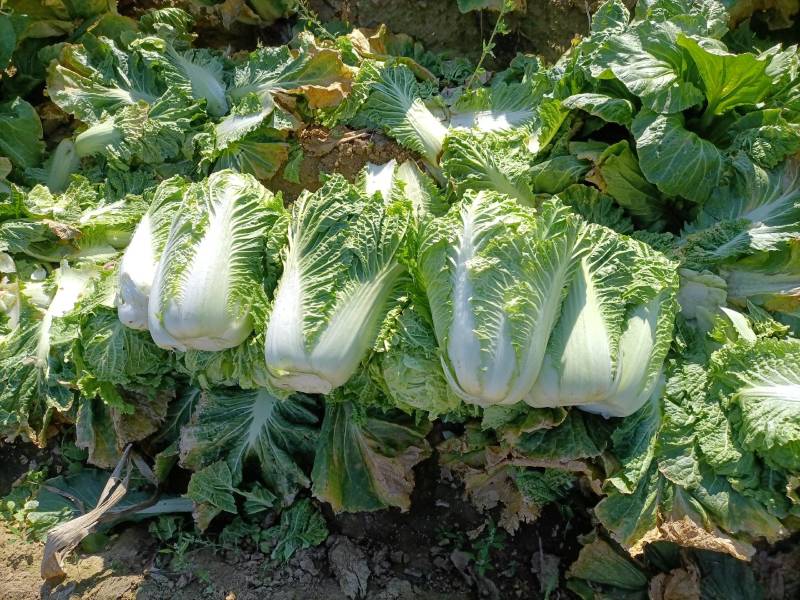 白菜净菜