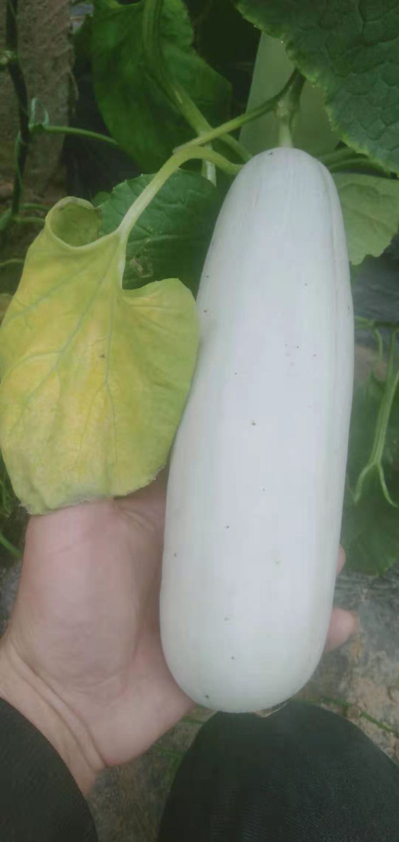 山东聊城莘县博洋61甜瓜