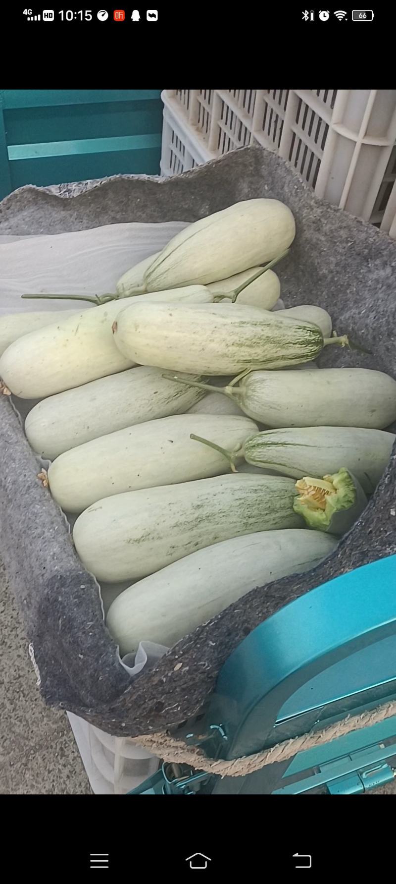 山东聊城莘县博洋61甜瓜
