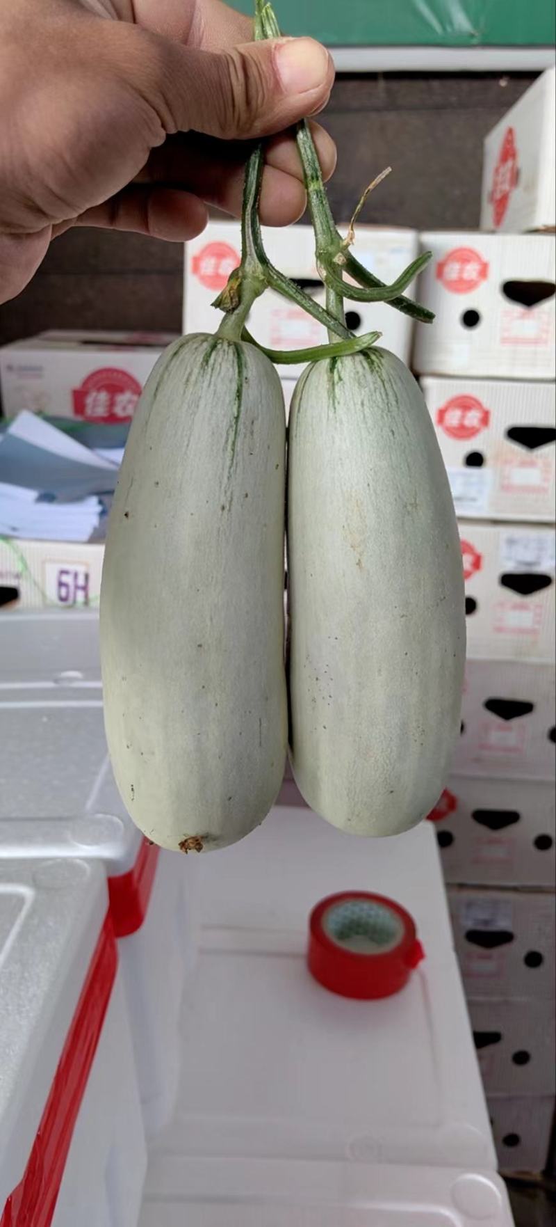 山东聊城莘县博洋61甜瓜