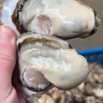 生蚝