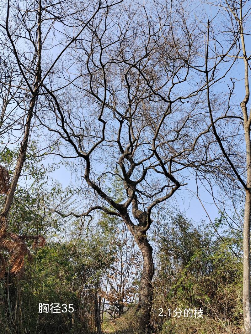 乌桕