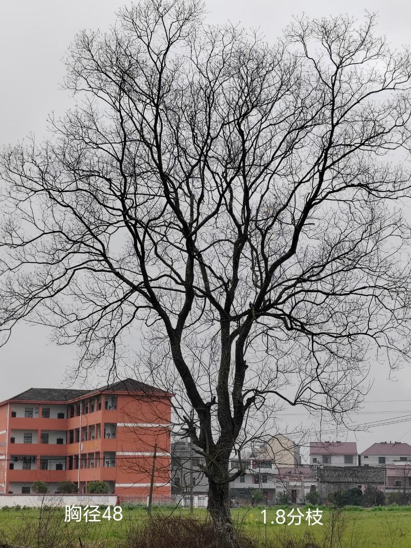 乌桕
