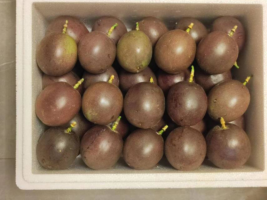 一颗成熟的多香果,外皮呈深紫色略带光泽,表面光滑微皱,切开后果肉饱满金黄,籽粒分明,果汁充盈,背景为热带果园环境 多香果成熟果实特写