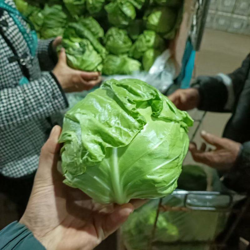 精品甘蓝大量上市，质量非常好，货源稳定，要的老板联系