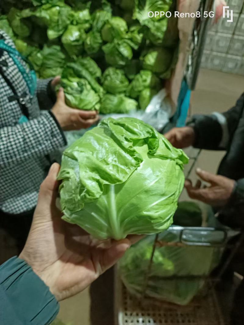 精品甘蓝大量上市，质量非常好，货源稳定，要的老板联系