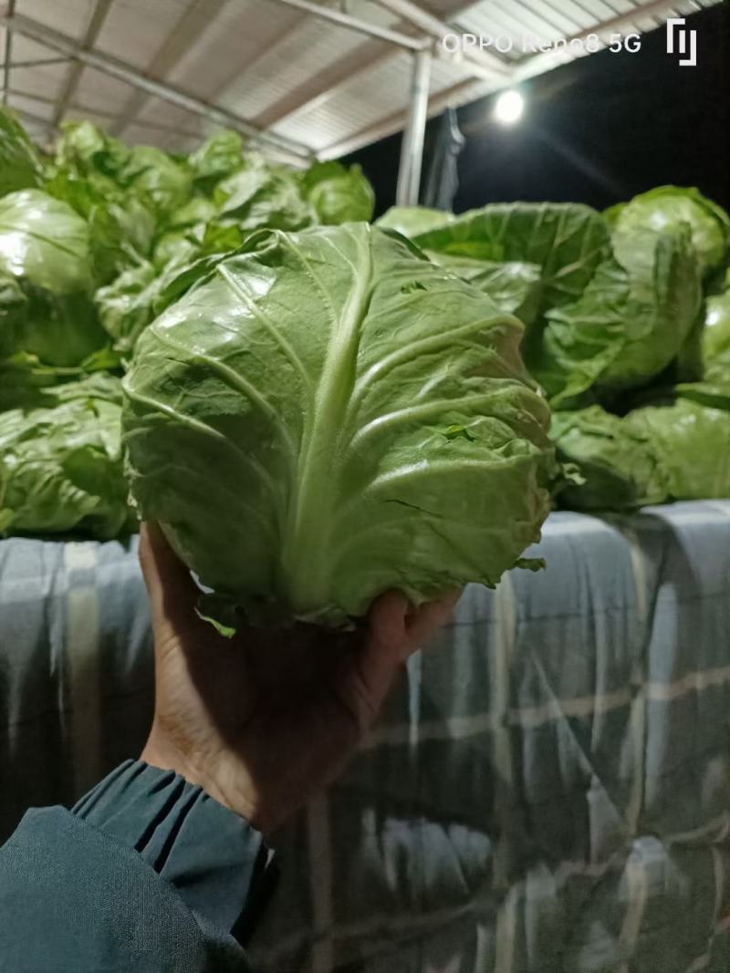 精品甘蓝大量上市，质量非常好，货源稳定，要的老板联系