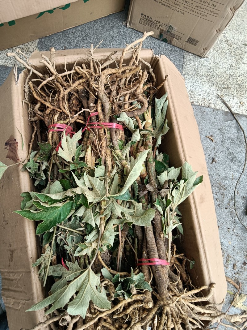 通草种苗