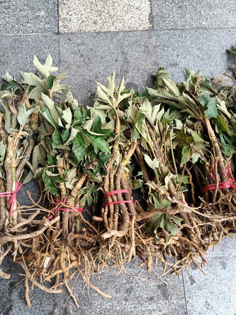 通草种苗