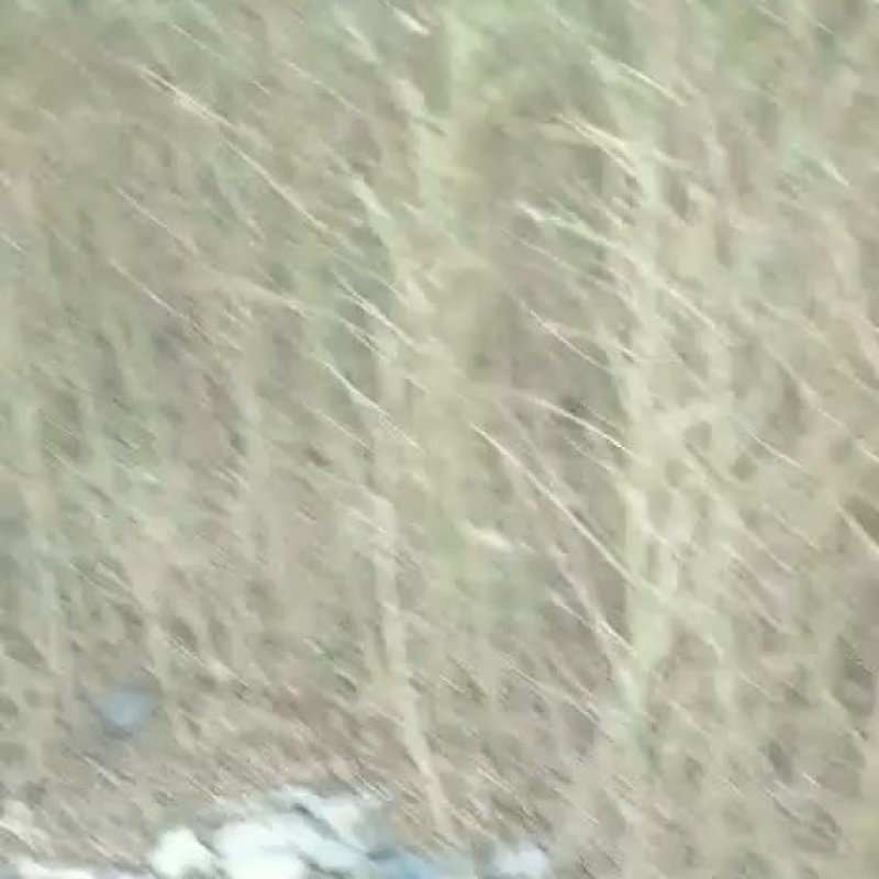 红沙柳