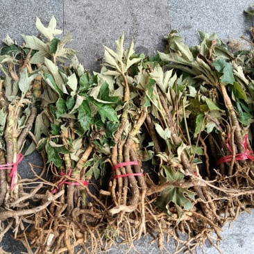 通草种苗