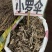 中药材小罗伞新货颜色漂亮批发零售欢迎咨询采购