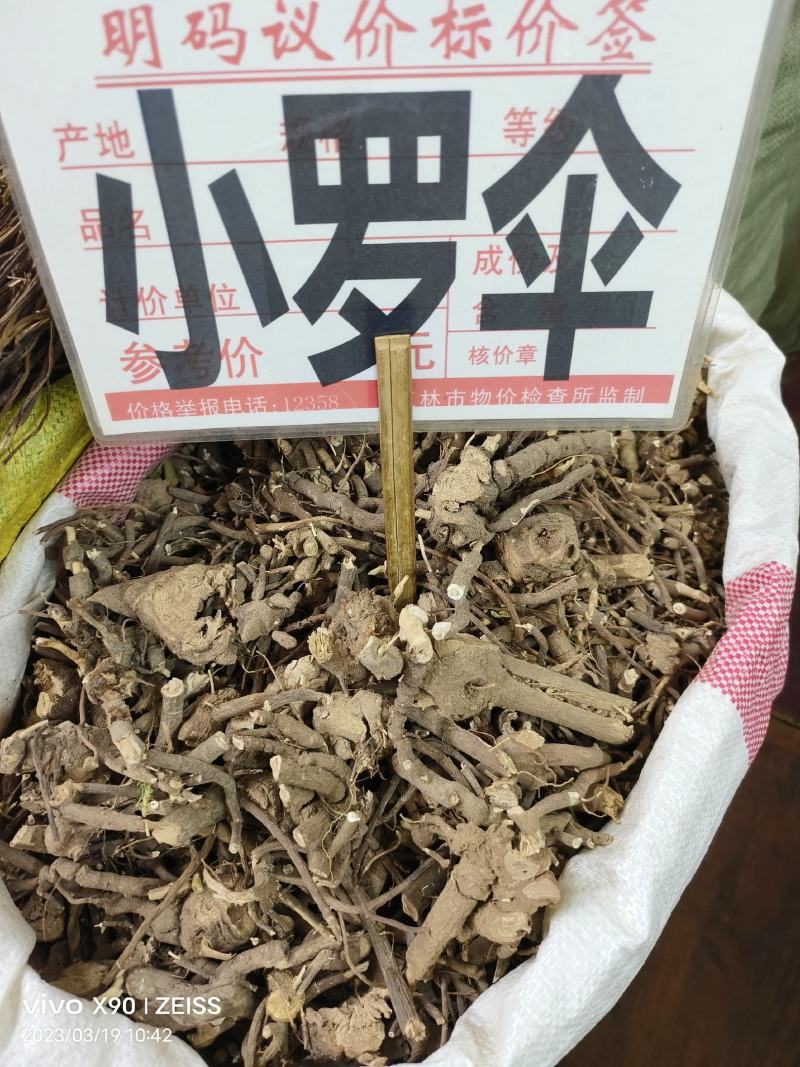 中药材小罗伞新货颜色漂亮批发零售欢迎咨询采购
