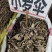 中药材小罗伞新货颜色漂亮批发零售欢迎咨询采购