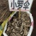 中药材小罗伞新货颜色漂亮批发零售欢迎咨询采购