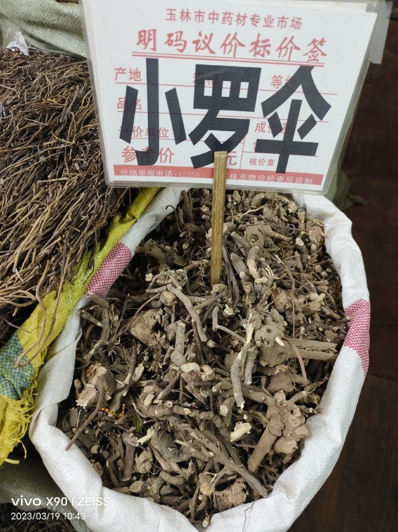 中药材小罗伞新货颜色漂亮批发零售欢迎咨询采购
