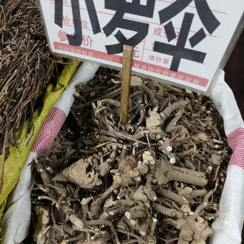 中药材小罗伞新货颜色漂亮批发零售欢迎咨询采购