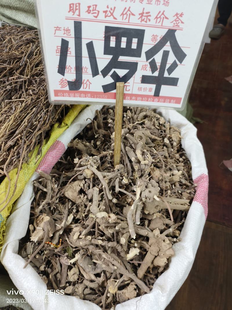 中药材小罗伞新货颜色漂亮批发零售欢迎咨询采购