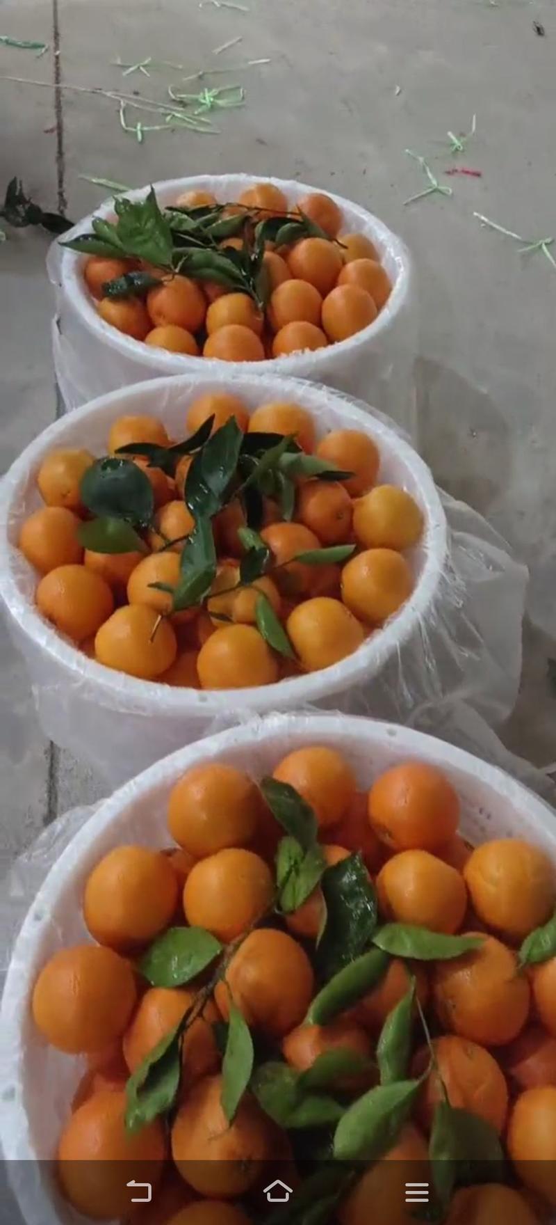 湖北夏橙产地直供皮薄肉厚汁甜果面干净新鲜采摘农户一手货源