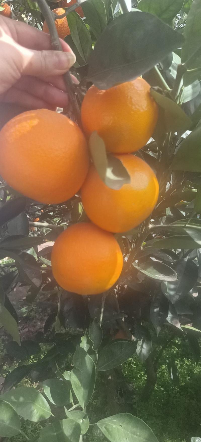 湖北夏橙产地直供皮薄肉厚汁甜果面干净新鲜采摘农户一手货源