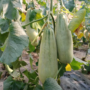 山东头茬羊角蜜甜瓜规格齐全支持直播带货