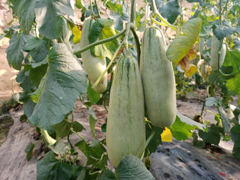 山东头茬羊角蜜甜瓜规格齐全支持直播带货