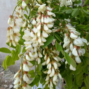 槐花特色食品