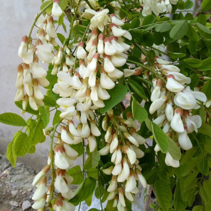 槐花特色食品