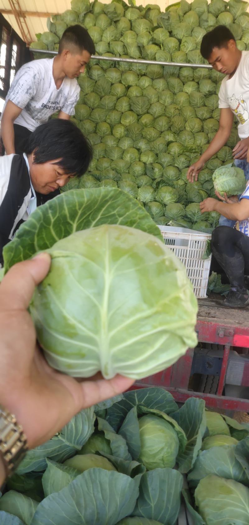 邯郸新甘蓝大量上市，包菜，扁包菜鲜货供应电商来电采购