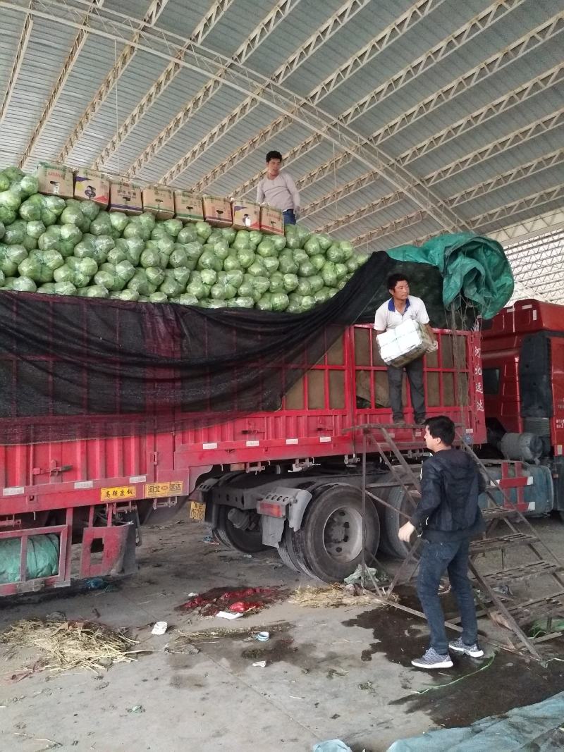 邯郸新甘蓝大量上市，包菜，扁包菜鲜货供应电商来电采购