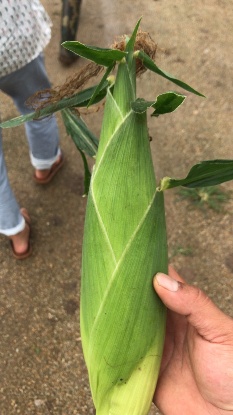 【甜玉米】超甜玉米太阳花玉米糯玉米水果玉米