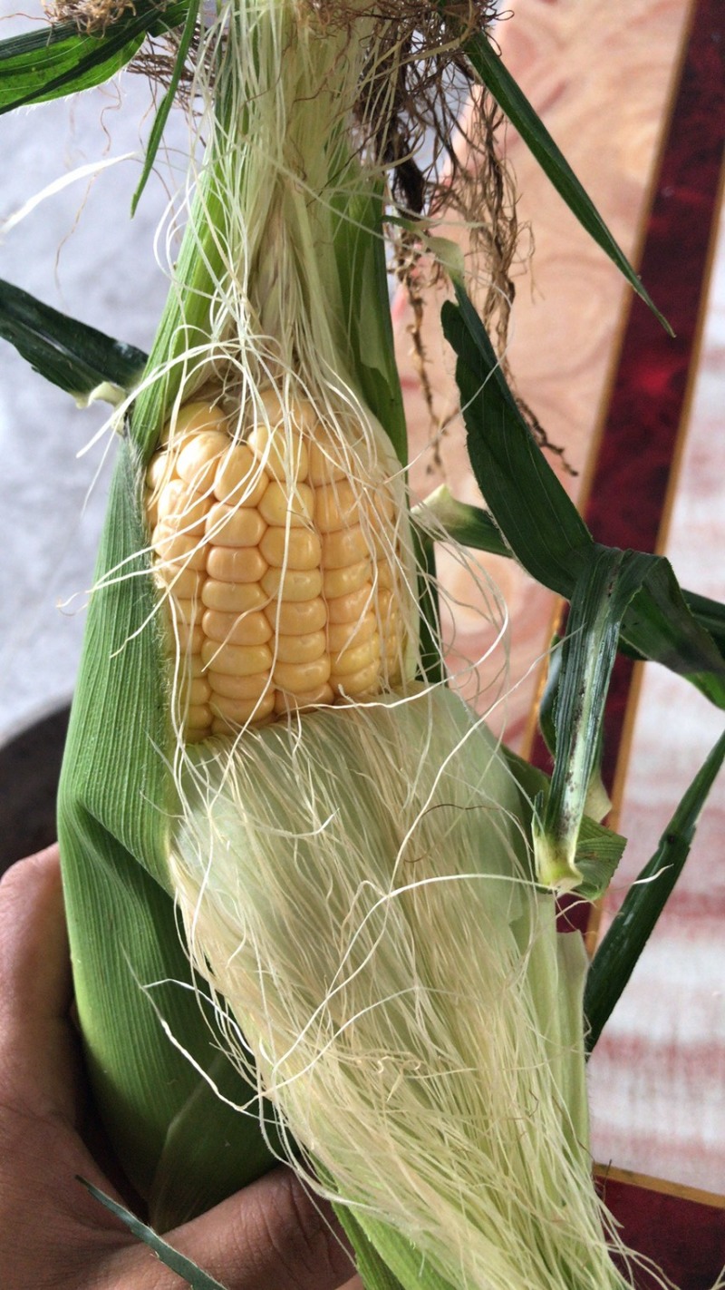 【甜玉米】超甜玉米太阳花玉米糯玉米水果玉米