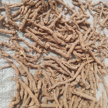 远志筒山西正品，要的来预定欢迎咨询，信誉第一，量大从优。