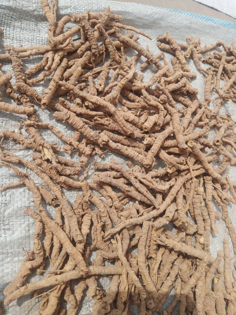 远志筒山西正品，要的来预定欢迎咨询，信誉第一，量大从优。