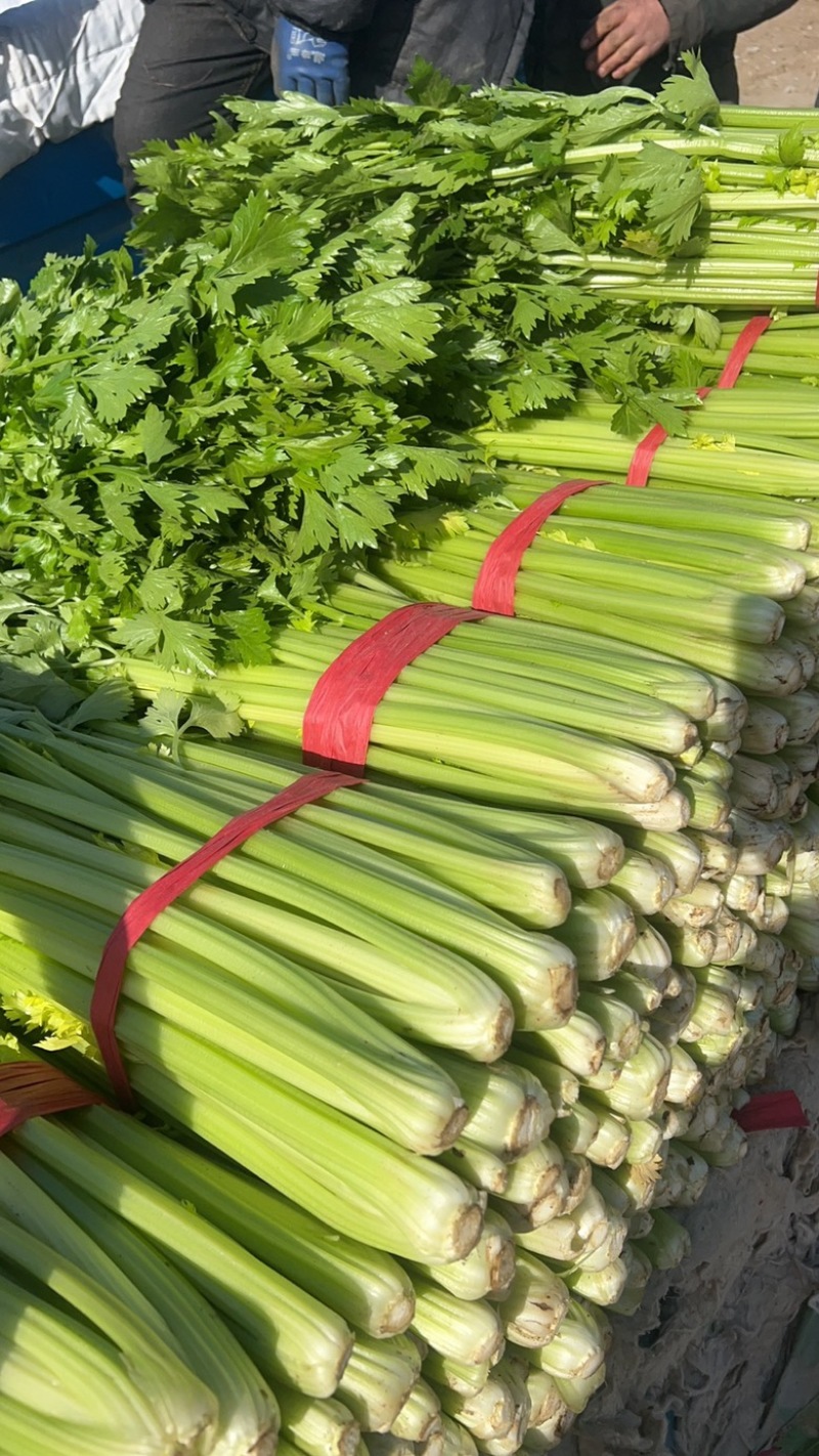 本地精品芹菜大量上市，可超市，市场，可做任何包装