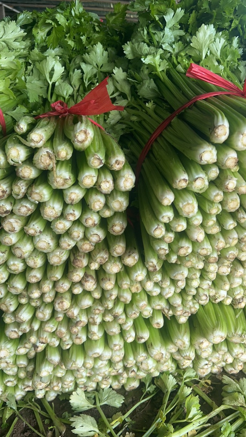 本地精品芹菜大量上市，可超市，市场，可做任何包装