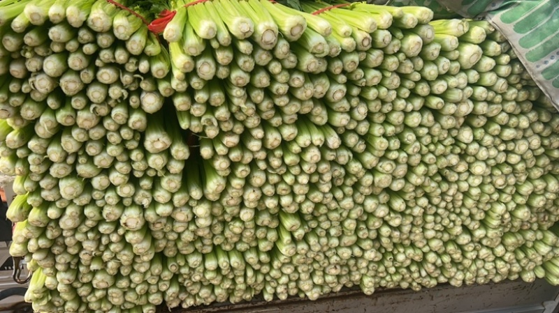 本地精品芹菜大量上市，可超市，市场，可做任何包装