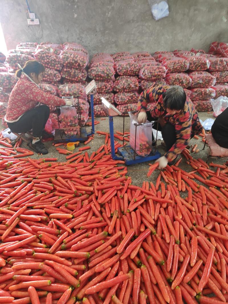 秤杆红红萝卜水洗土货各种规格商超市场加工厂养殖厂产地直发