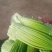 【牛商推荐】亳州精品白帽蒜薹蒜苔一手货源可帮老板协助找车