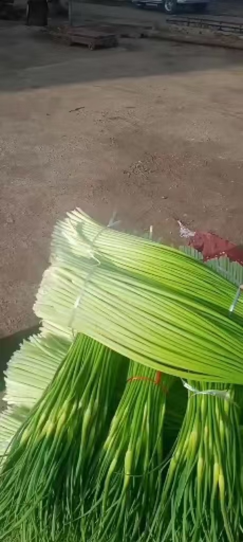 【牛商推荐】亳州精品白帽蒜薹蒜苔一手货源可帮老板协助找车
