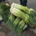 【牛商推荐】亳州精品白帽蒜薹蒜苔一手货源可帮老板协助找车