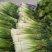 【牛商推荐】亳州精品白帽蒜薹蒜苔一手货源可帮老板协助找车