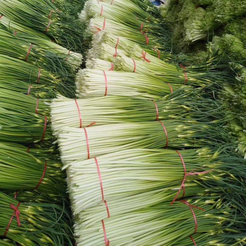 【牛商推荐】亳州精品白帽蒜薹蒜苔一手货源可帮老板协助找车