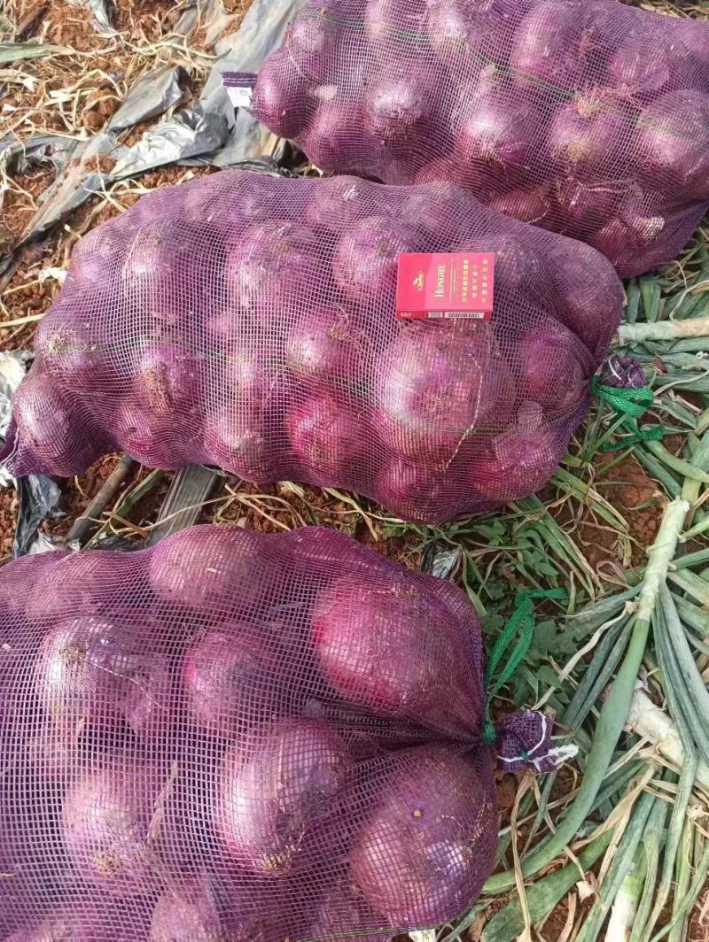 红皮洋葱产地大量上市啦！质量杠杠滴，对接电商平台社区团购