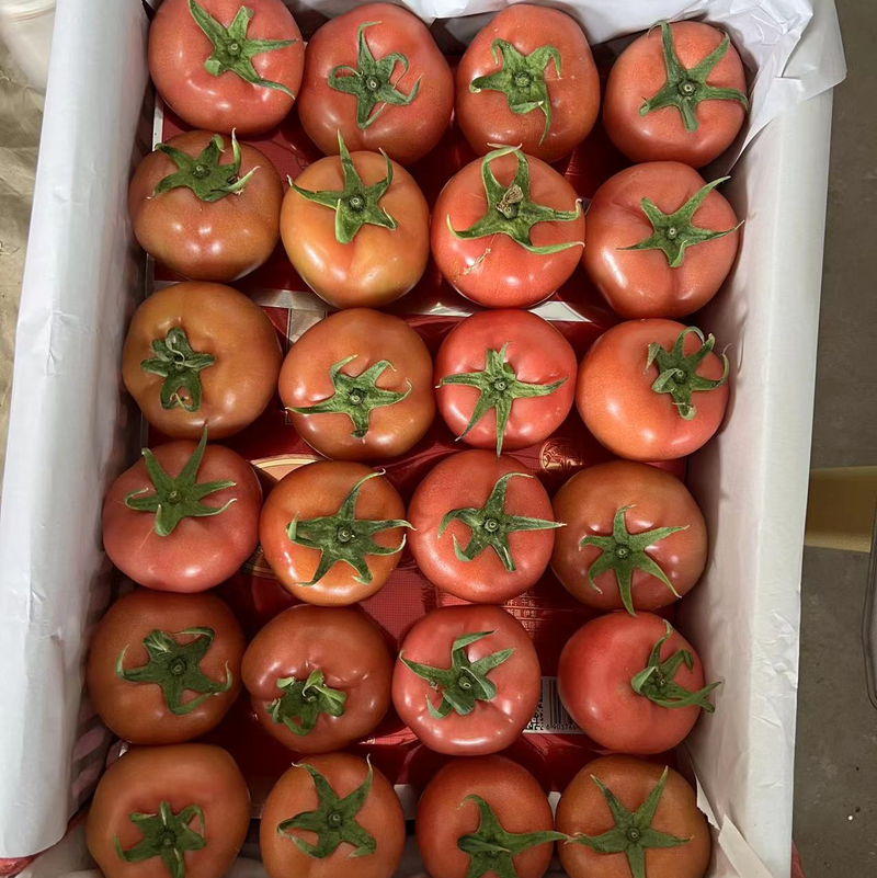 【热卖】寿光毛粉西红柿产地大量现货一手货源大量供应