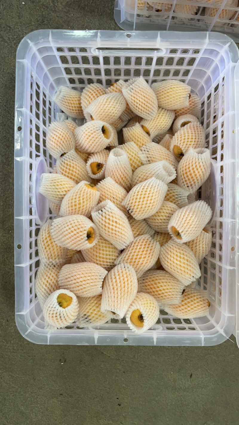 云霄枇杷